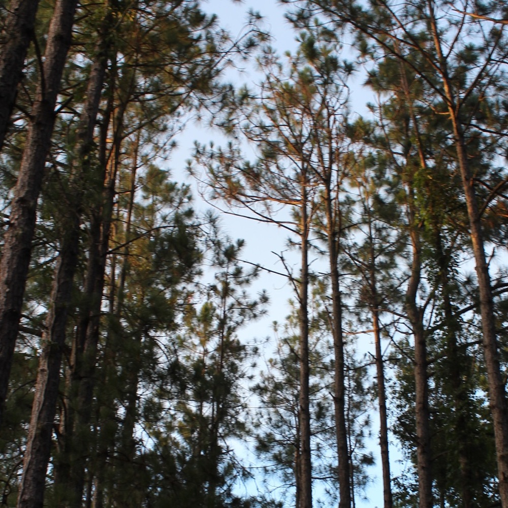 Meet your Posher, Celeste